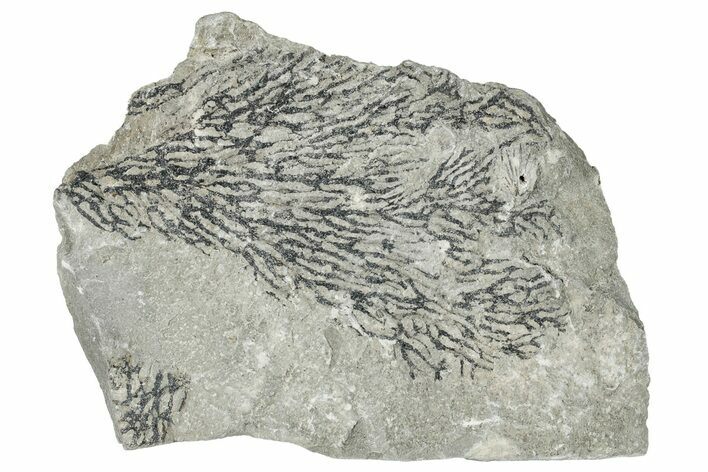 Silurian Graptolite Fossil Plate - New York #270002